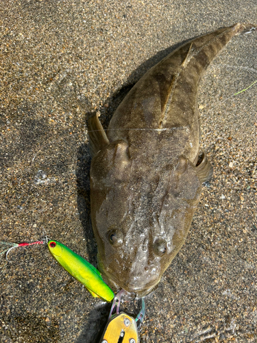 マゴチの釣果