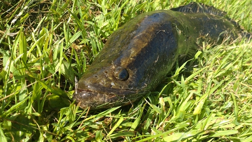 ライギョの釣果