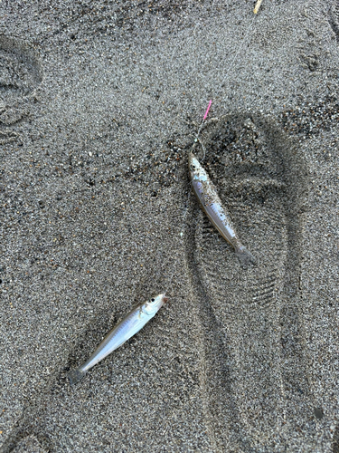 キスの釣果