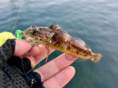 アナハゼの釣果