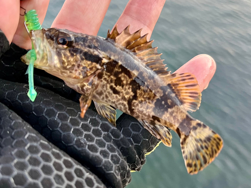 タケノコメバルの釣果