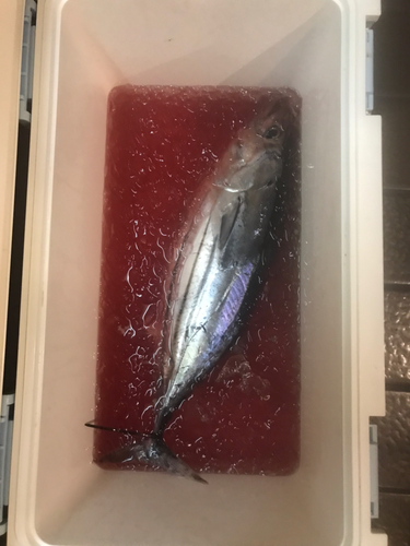 カツオの釣果