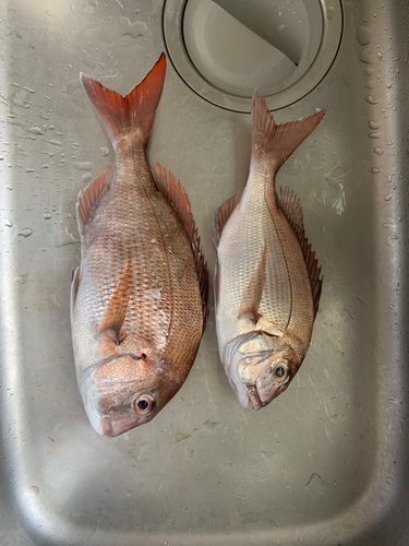 タイの釣果