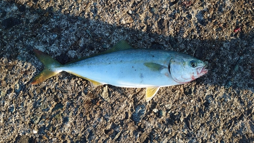 ワカシの釣果