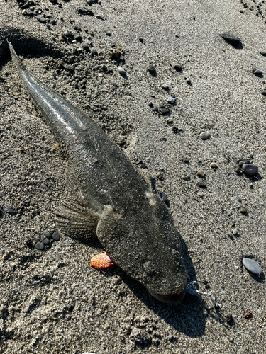 マゴチの釣果