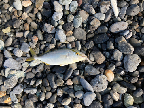 ショゴの釣果