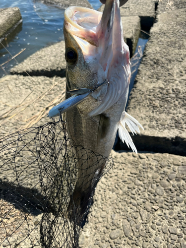 セイゴ（マルスズキ）の釣果