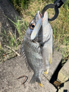 キビレの釣果