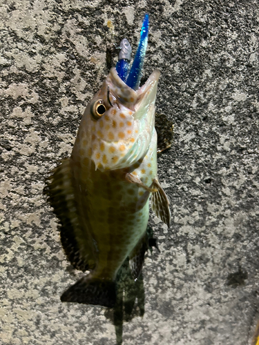 オオモンハタの釣果