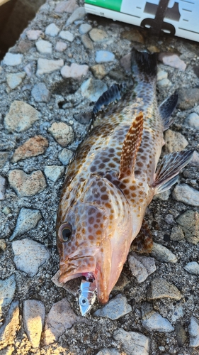 オオモンハタの釣果