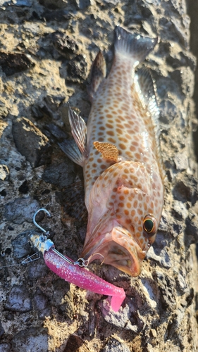 オオモンハタの釣果