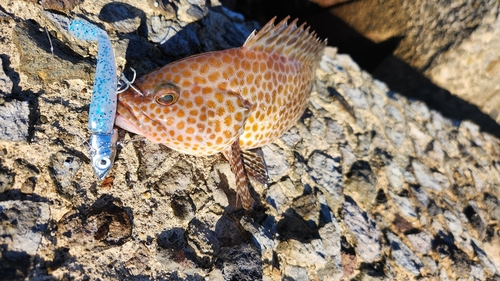 オオモンハタの釣果