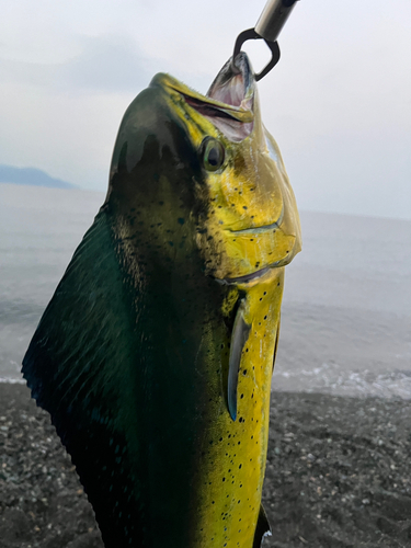 シイラの釣果