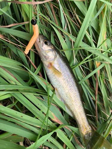 アブラハヤの釣果