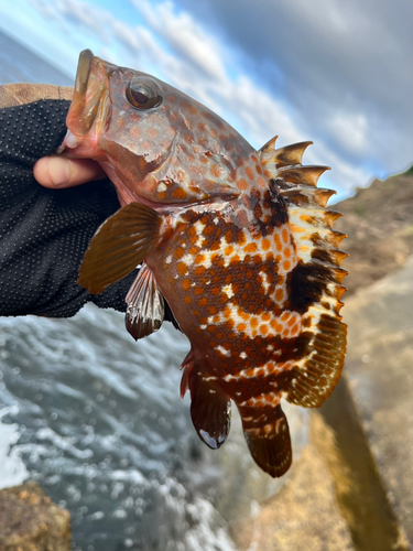 キジハタの釣果