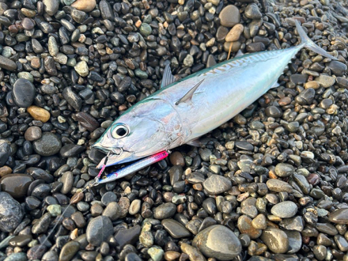 ソウダガツオの釣果