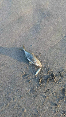 ワカシの釣果