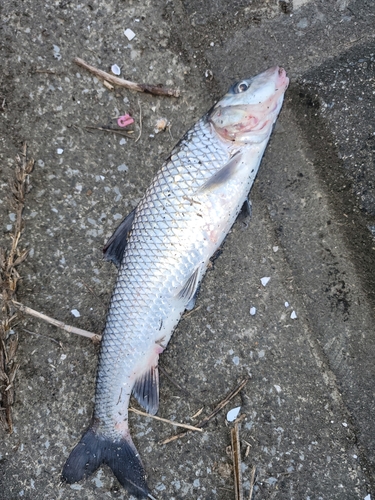 ニゴイの釣果