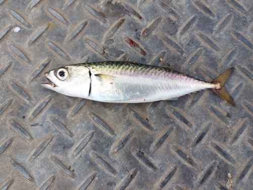 マサバの釣果