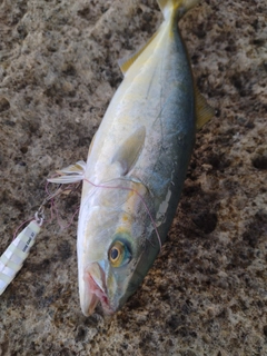 ツバスの釣果