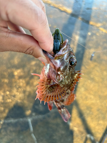 カサゴの釣果