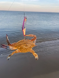 ガザミの釣果