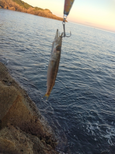 カマスの釣果