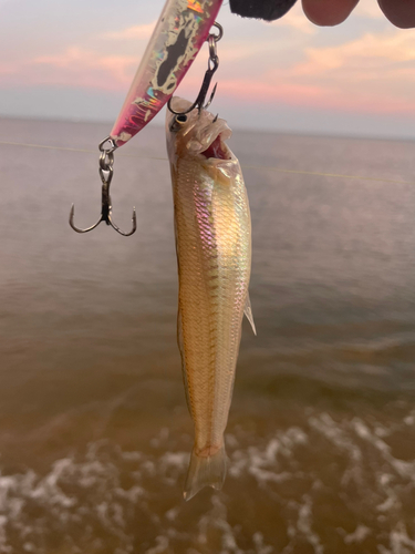 シロギスの釣果