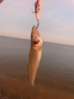 シロギスの釣果