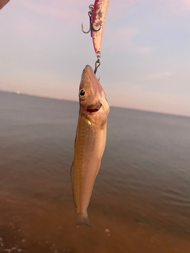 シロギスの釣果