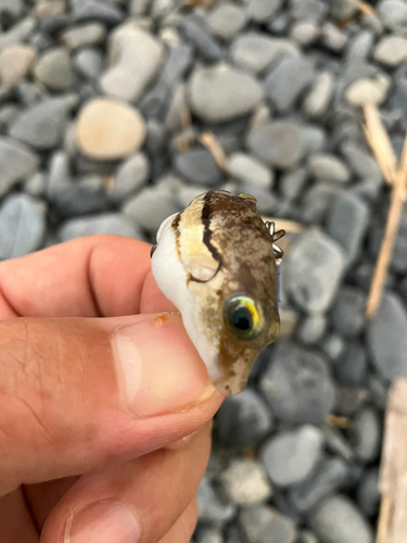 キタマクラの釣果