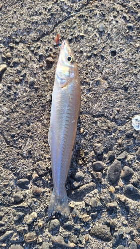 キスの釣果