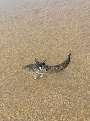 マゴチの釣果