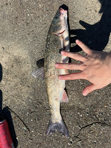 ウグイの釣果