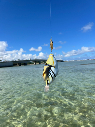 ムラサメモンガラの釣果