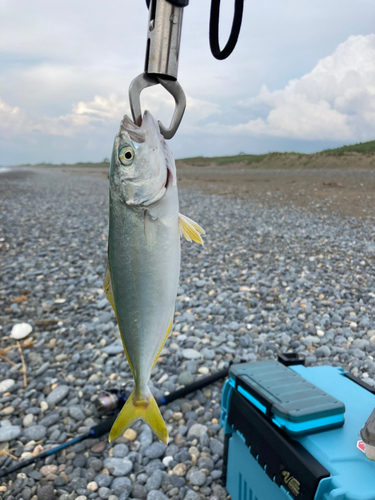 コゾクラの釣果