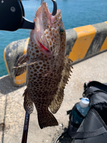 オオモンハタの釣果