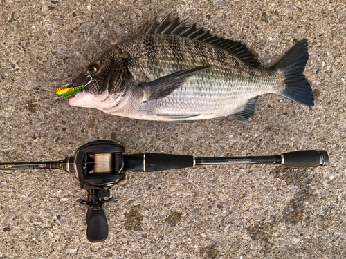 チヌの釣果