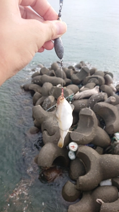 コモンフグの釣果