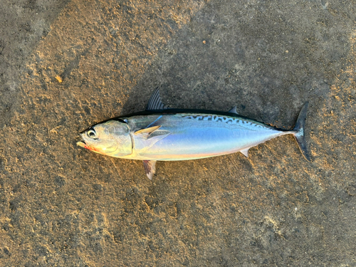 ソウダガツオの釣果