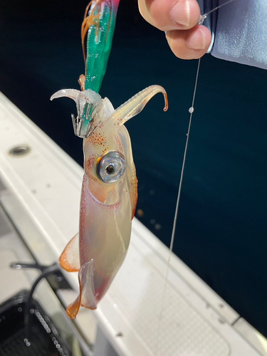 ケンサキイカの釣果