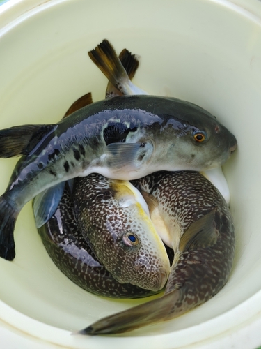 ショウサイフグの釣果