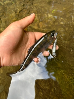 ヤマメの釣果