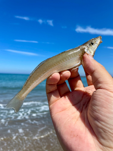 キスの釣果