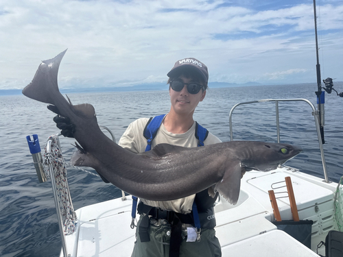 モミジザメの釣果