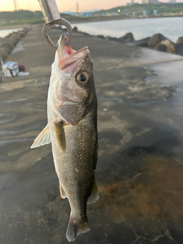 フッコ（マルスズキ）の釣果