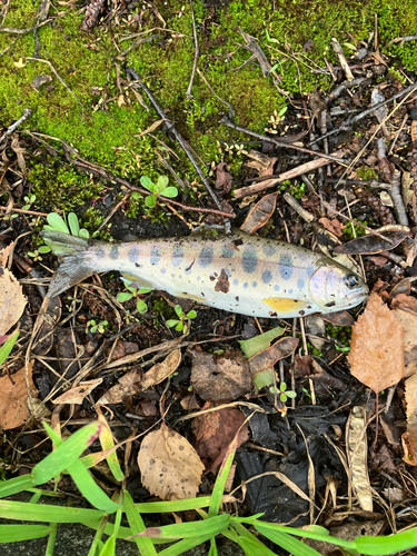 ヤマメの釣果