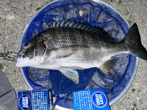 クロダイの釣果