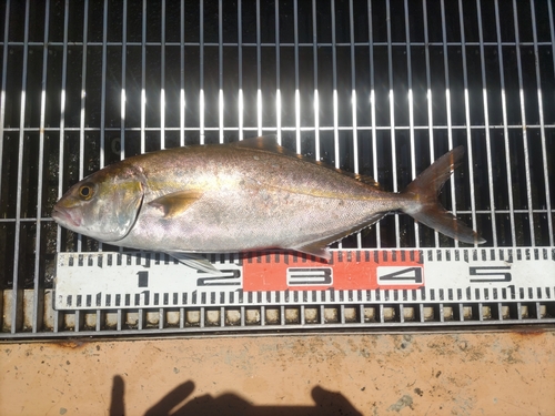 ショゴの釣果