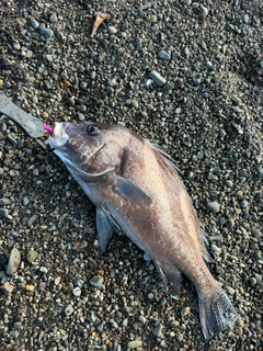 コショウダイの釣果